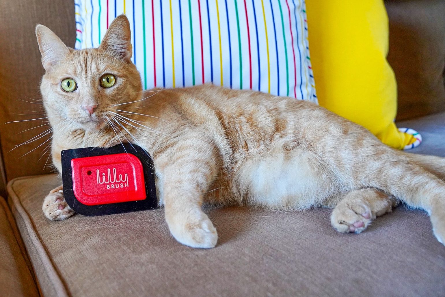 Prevent Damage from Pets in Your Home and Car