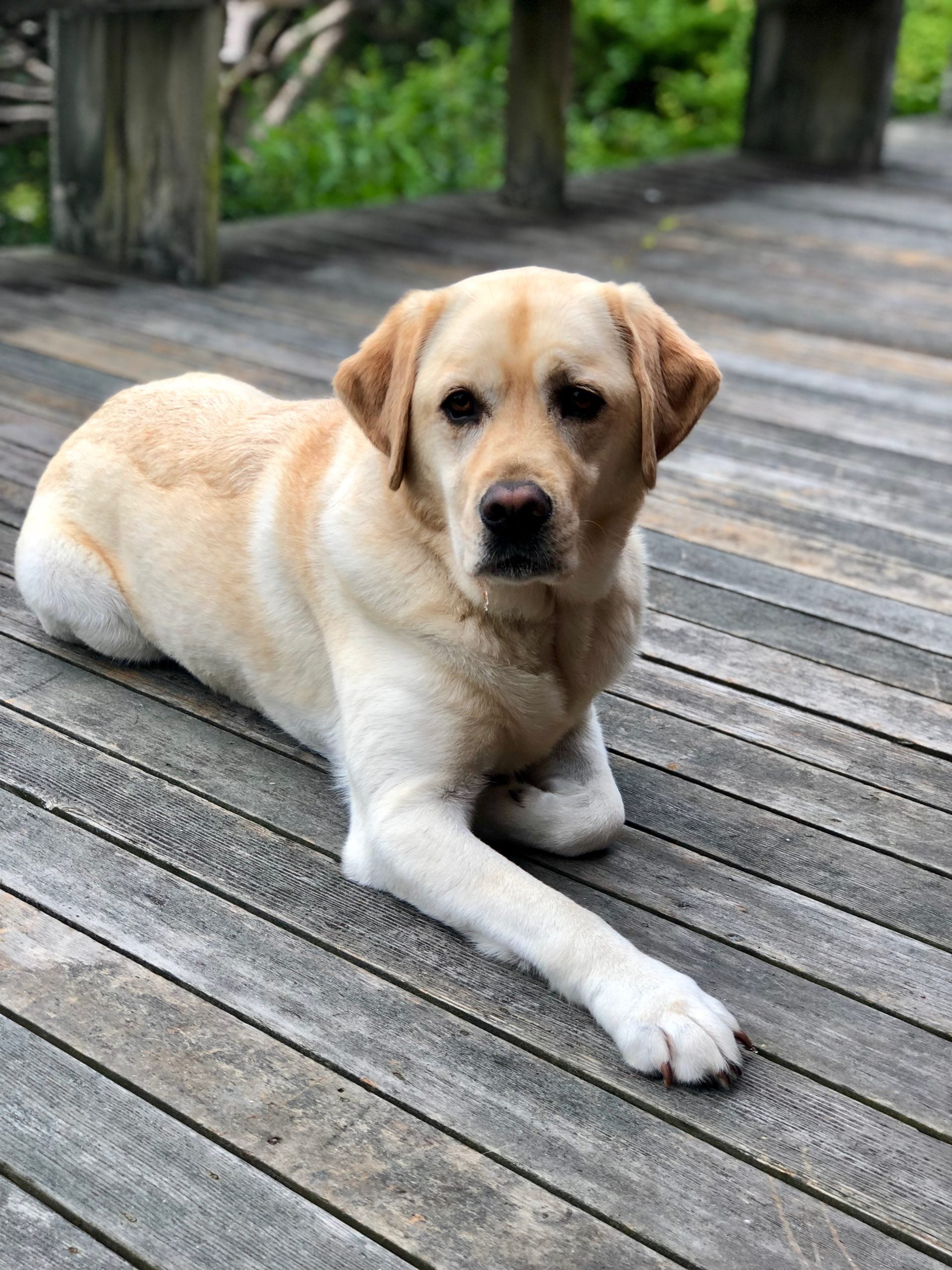 Chewing Gum Can Be More Deadly For Dogs Than We Think