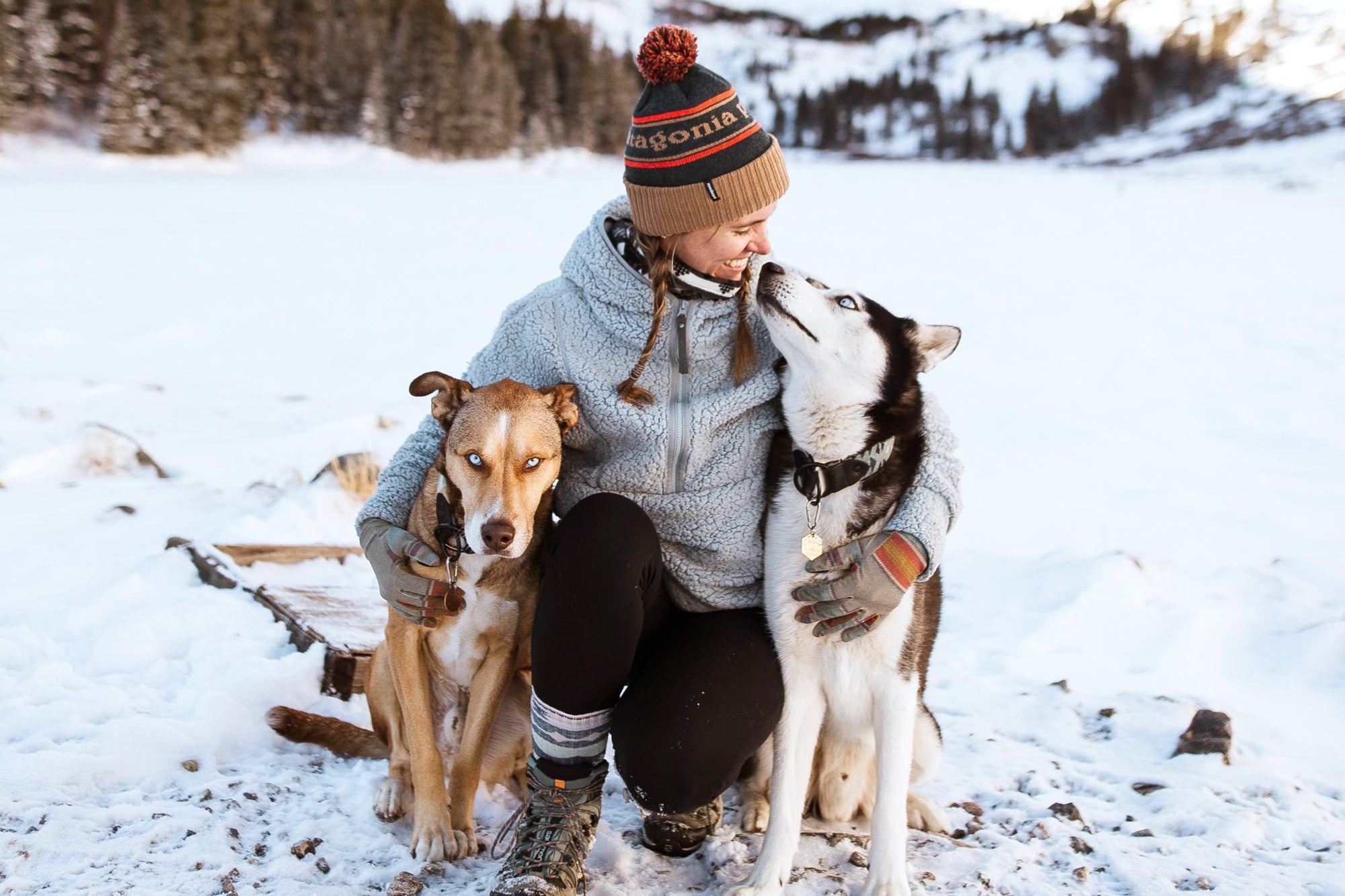 Why do Dogs Shed During Certain Seasons?