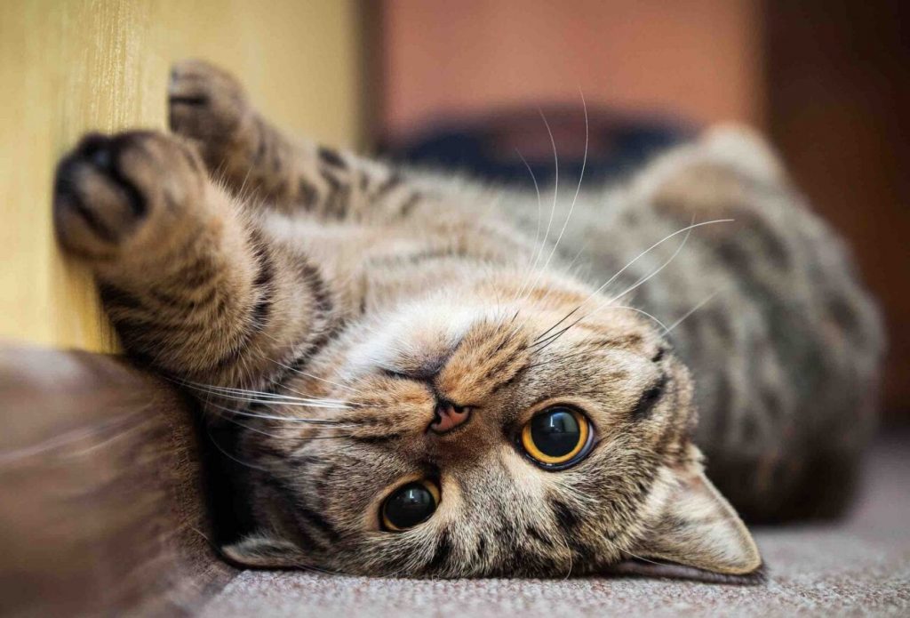 Celebrating National Cat Day