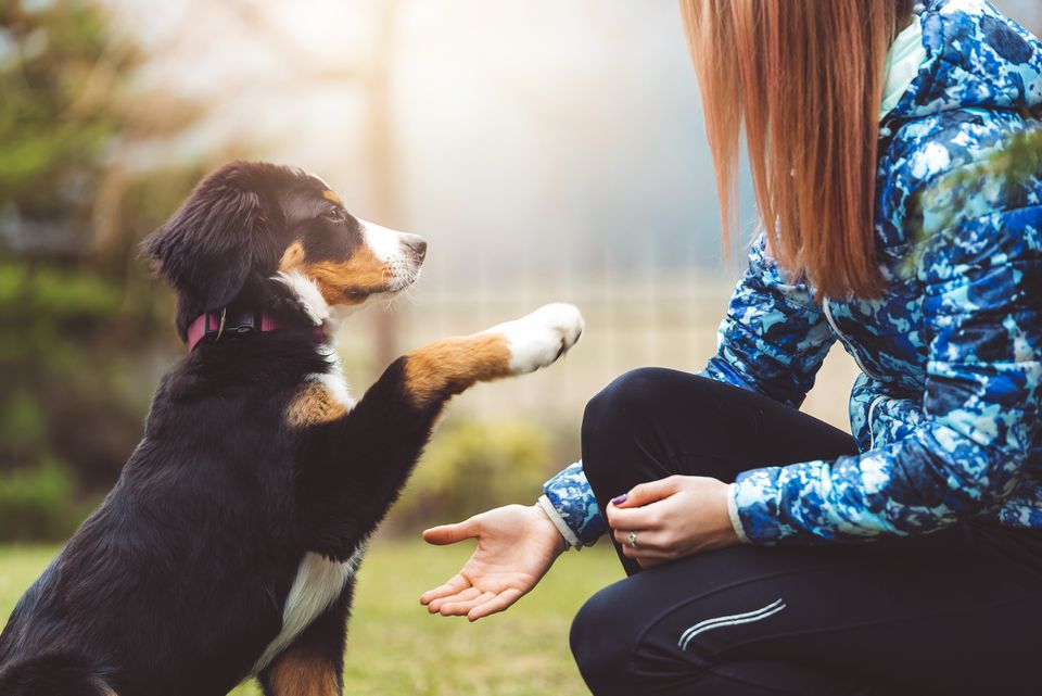 Happy National Dog Training Education Month