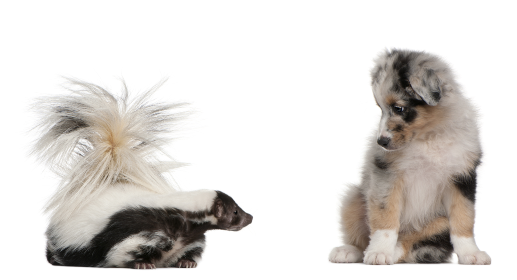 How To Help Your Pet In This Stinky Situation