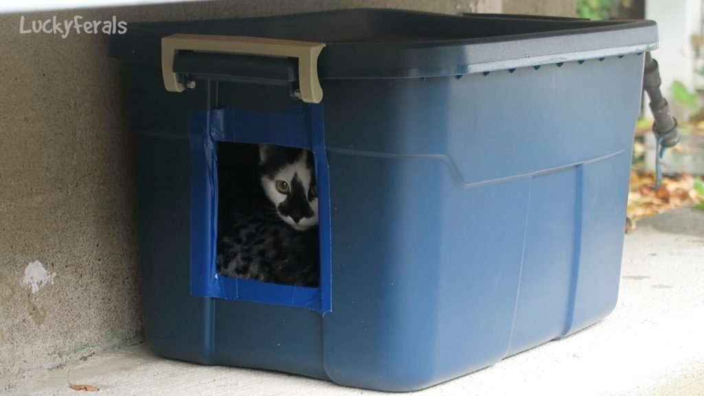 Homemade Cat Shelter for Your Pets & For Strays