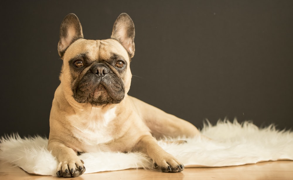 Dog Breed Profile: French Bulldogs