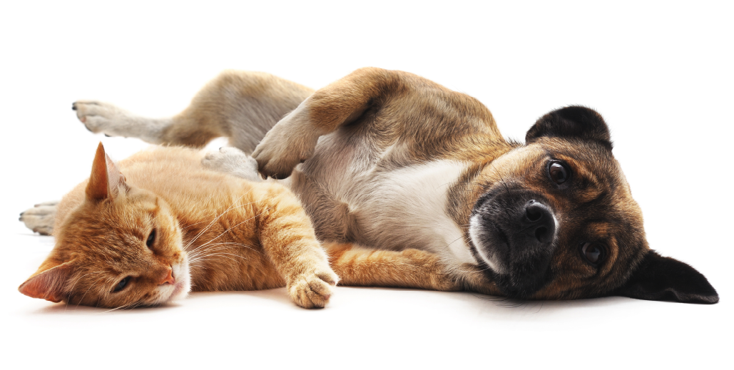 How to Keep Your Pets Safe From Marijuana Intoxication