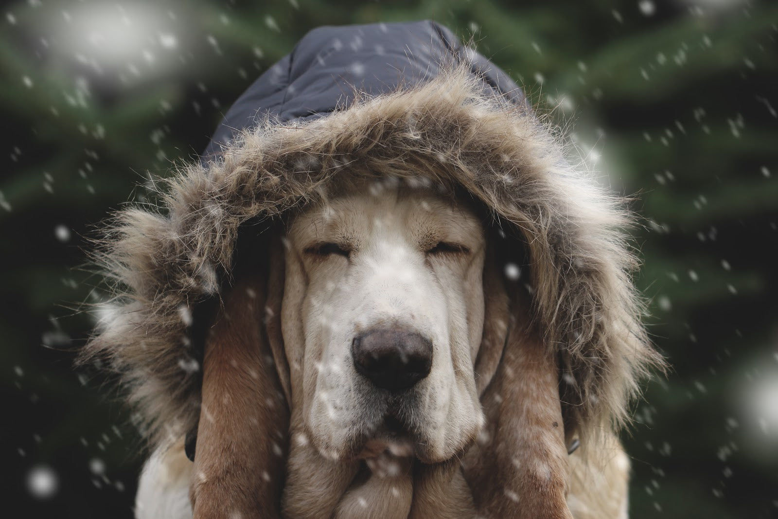 Is It Okay To Put Clothes On Your Dog?
