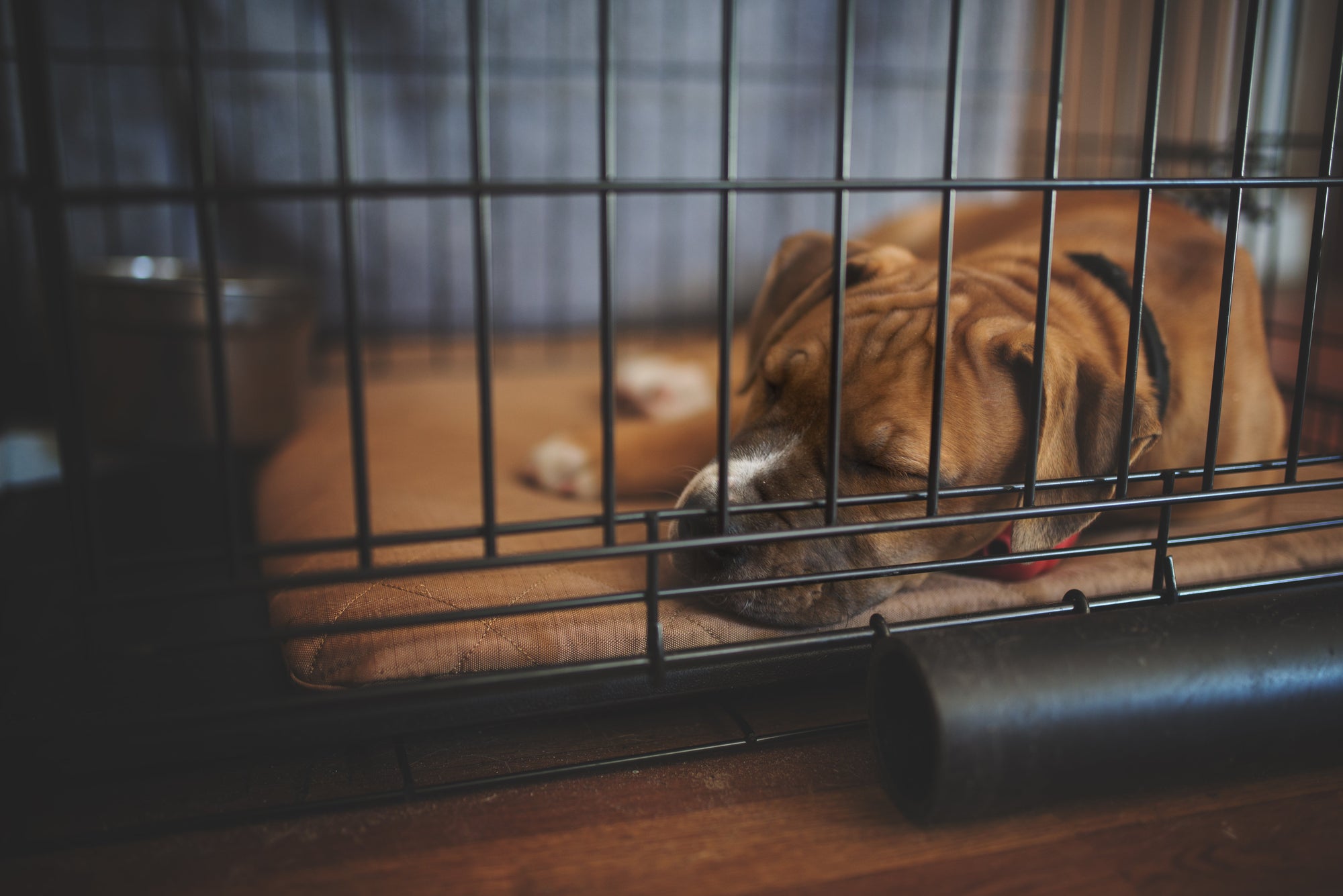 Crate Training Your Pup