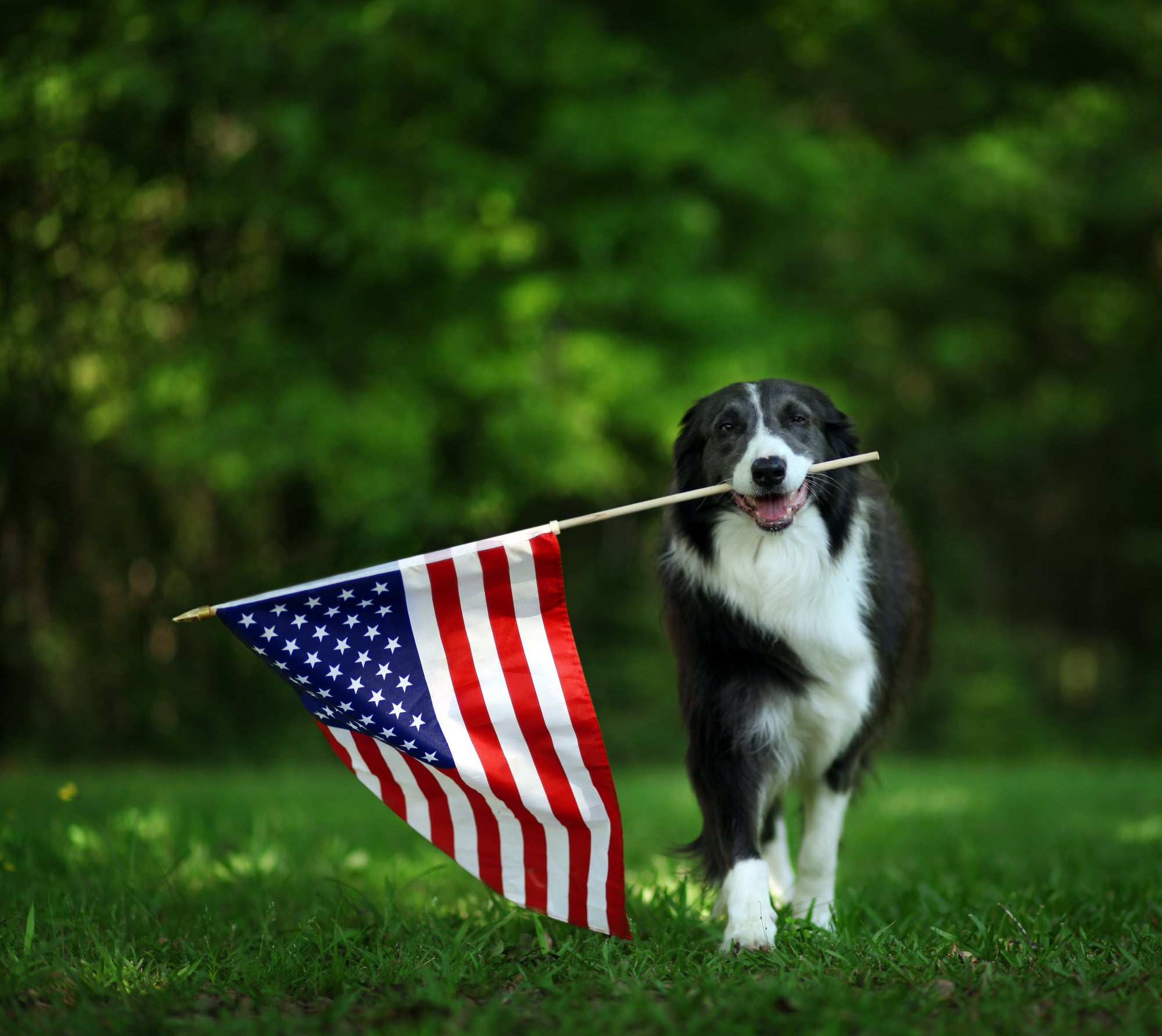 Treating Your Pet's Anxiety for the 4th of July