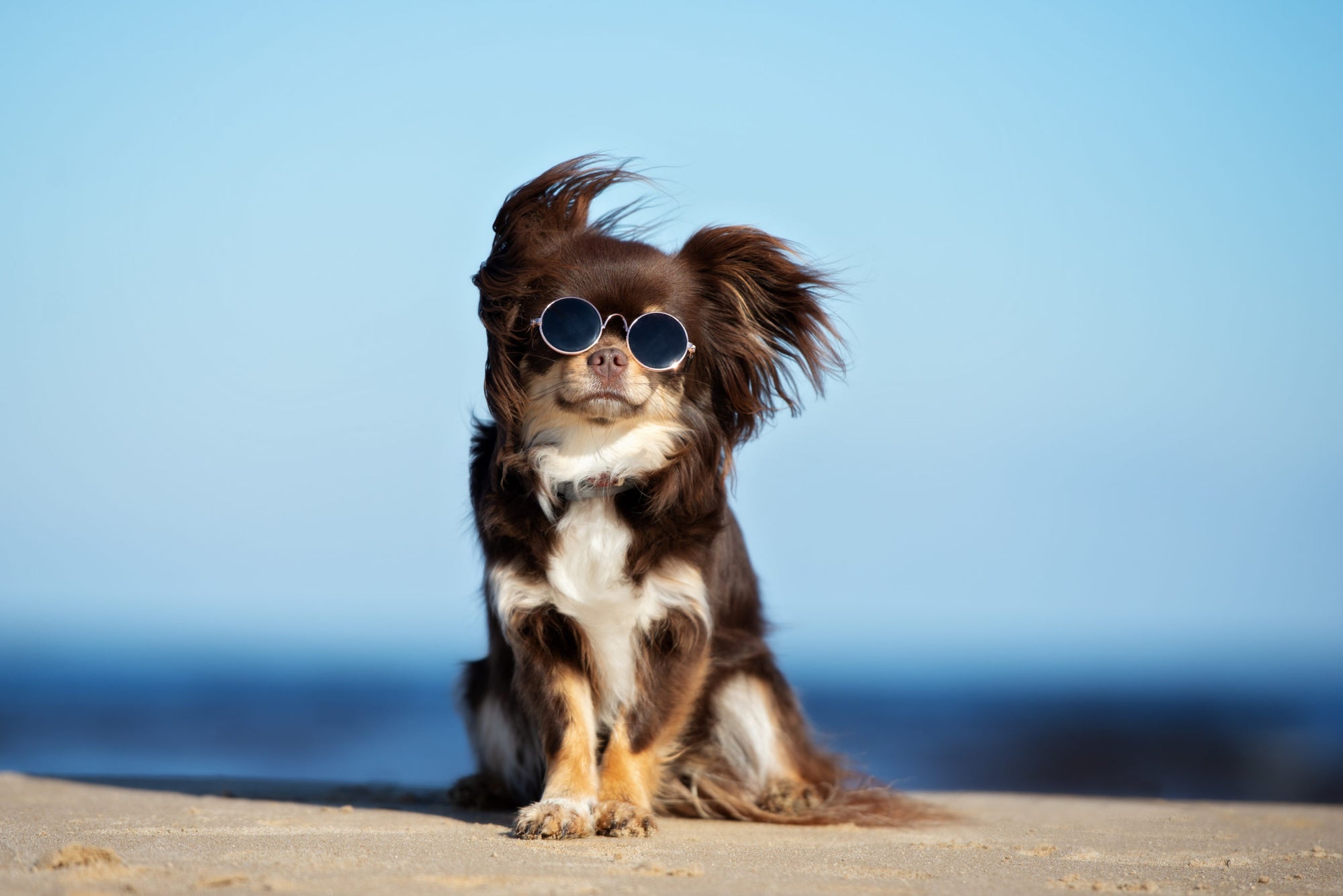 Is It Too Hot To Be Outside With Your Pet?