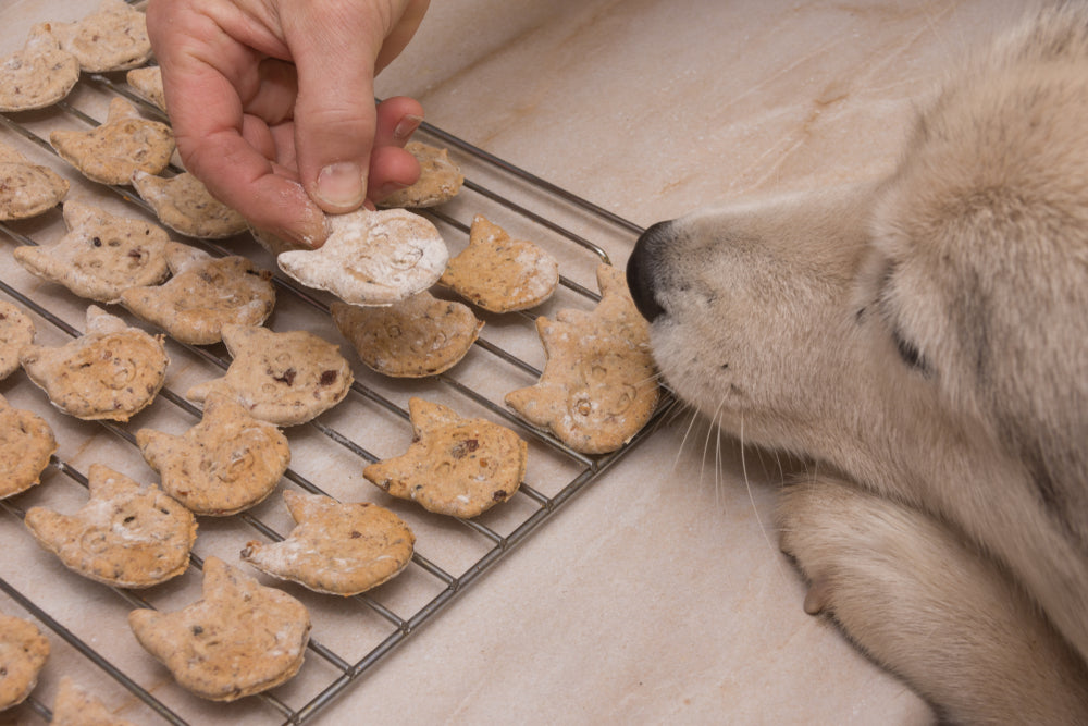 Homemade Pet Treats