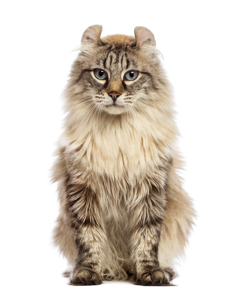 Cat Profile: The American Curl