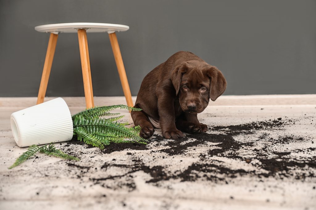 How to Keep your Home Clean with Indoor Pets