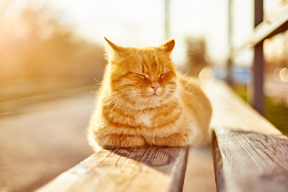 All Things Cats!