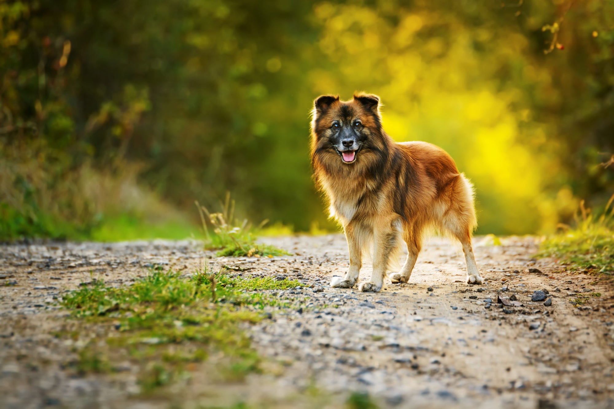 I Like Big Mutts And I Cannot Lie