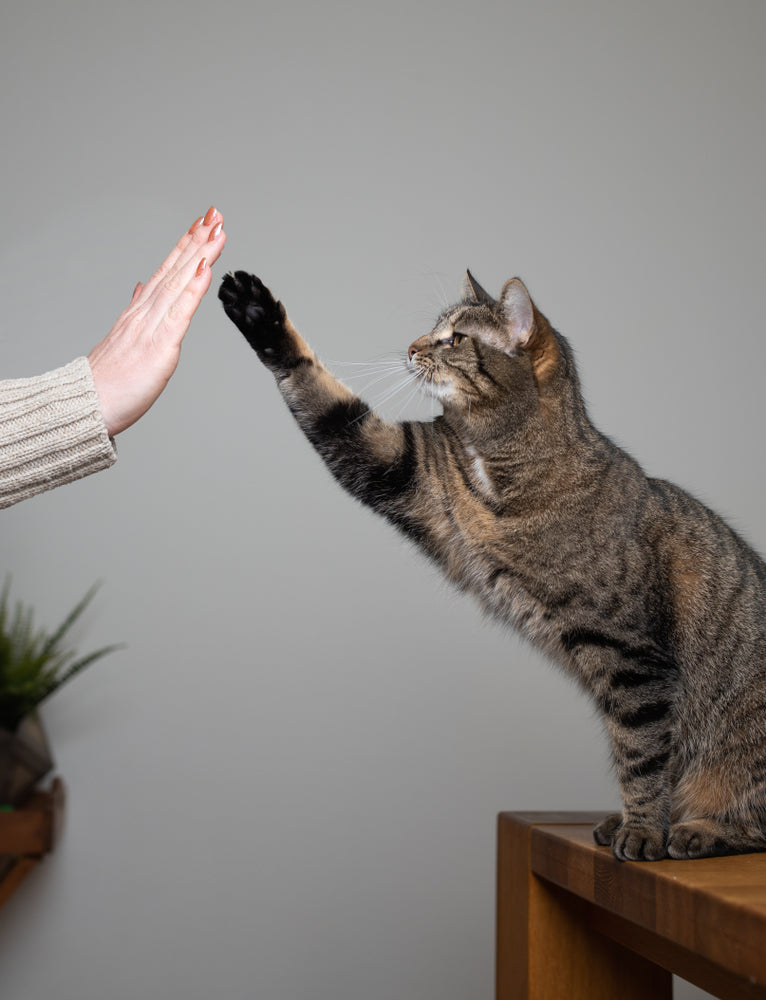 How to Train Your Cat