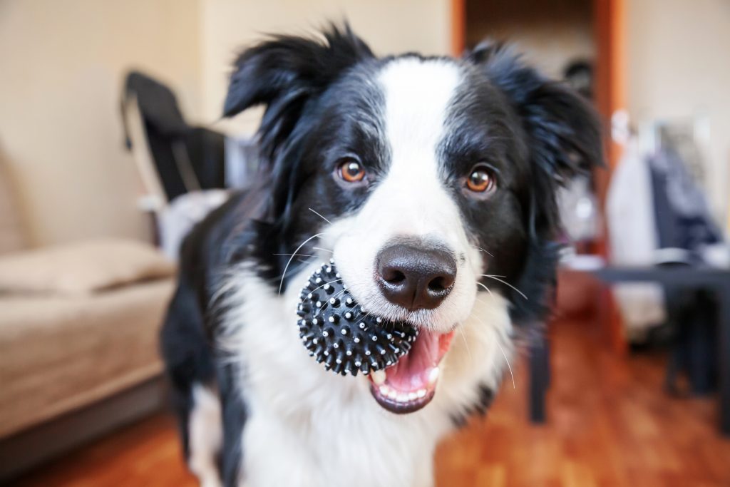 Best Items to Donate to Local Animal Shelters