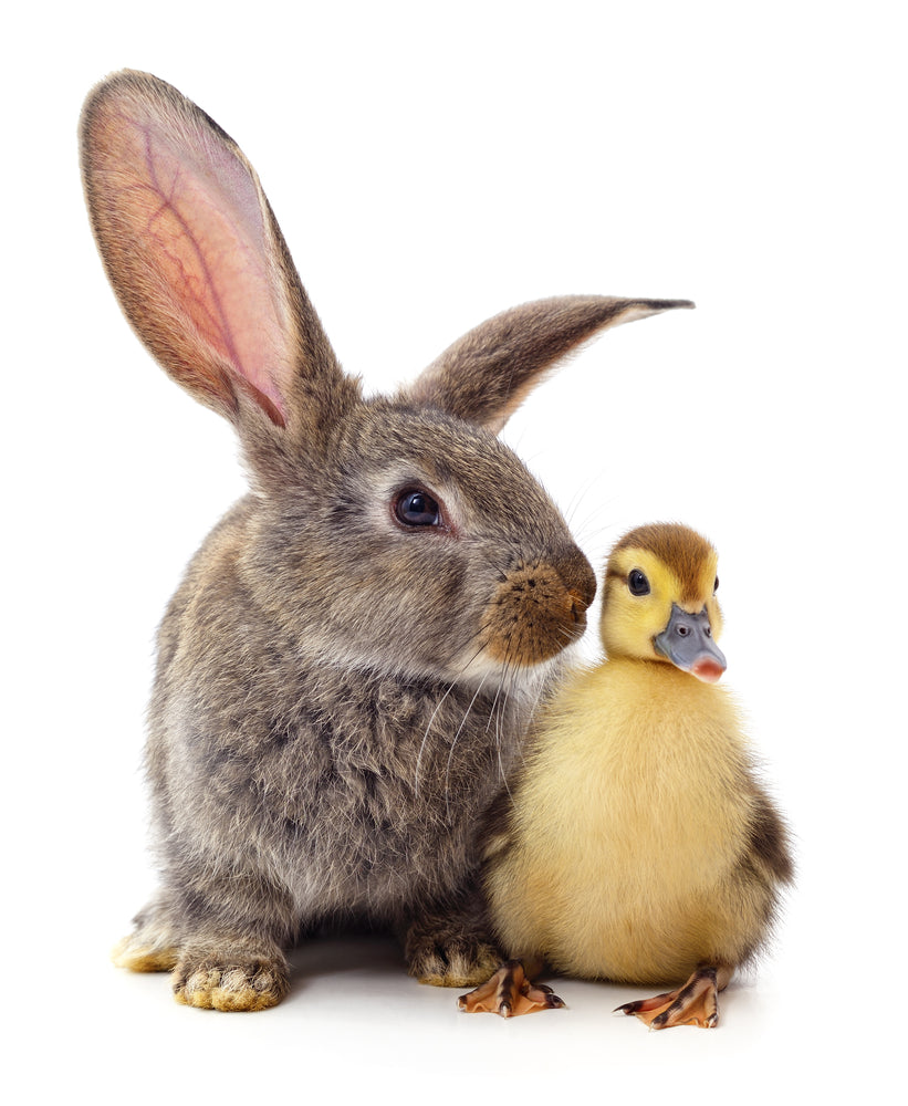 Unique Pets