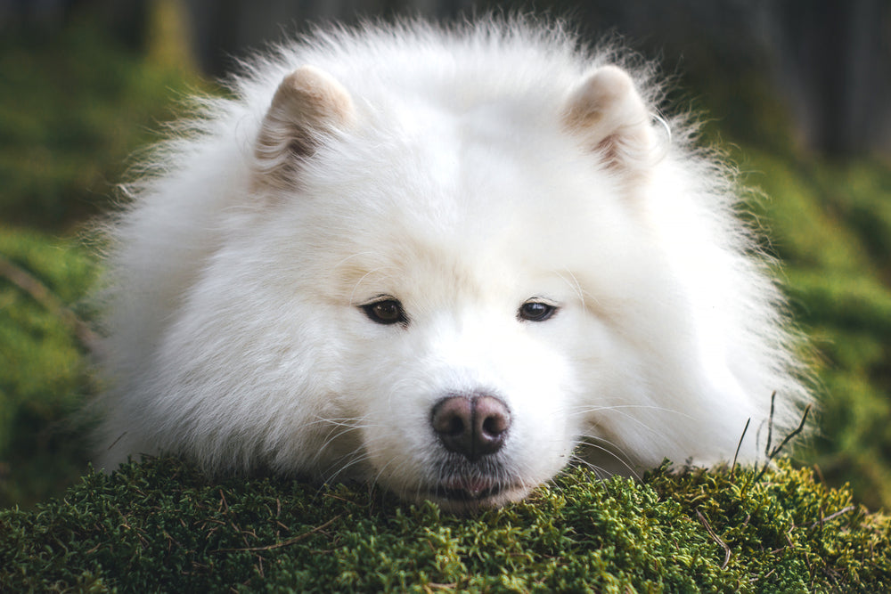 samoyed