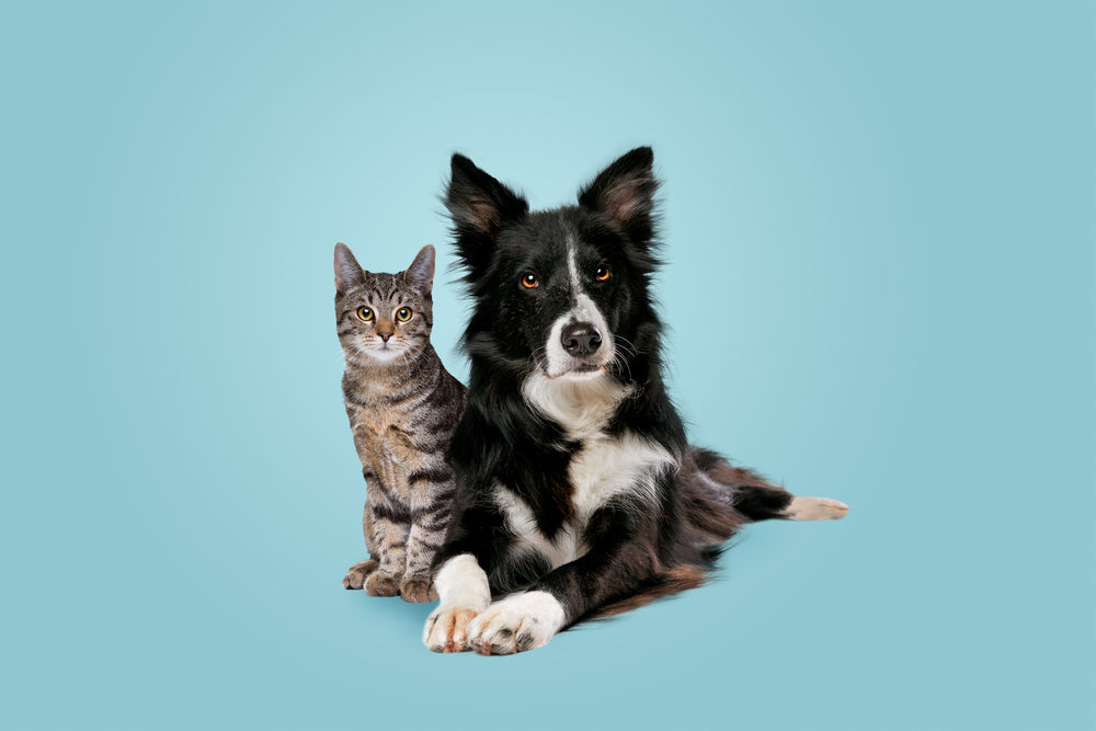 Having a Cat and a Dog Together