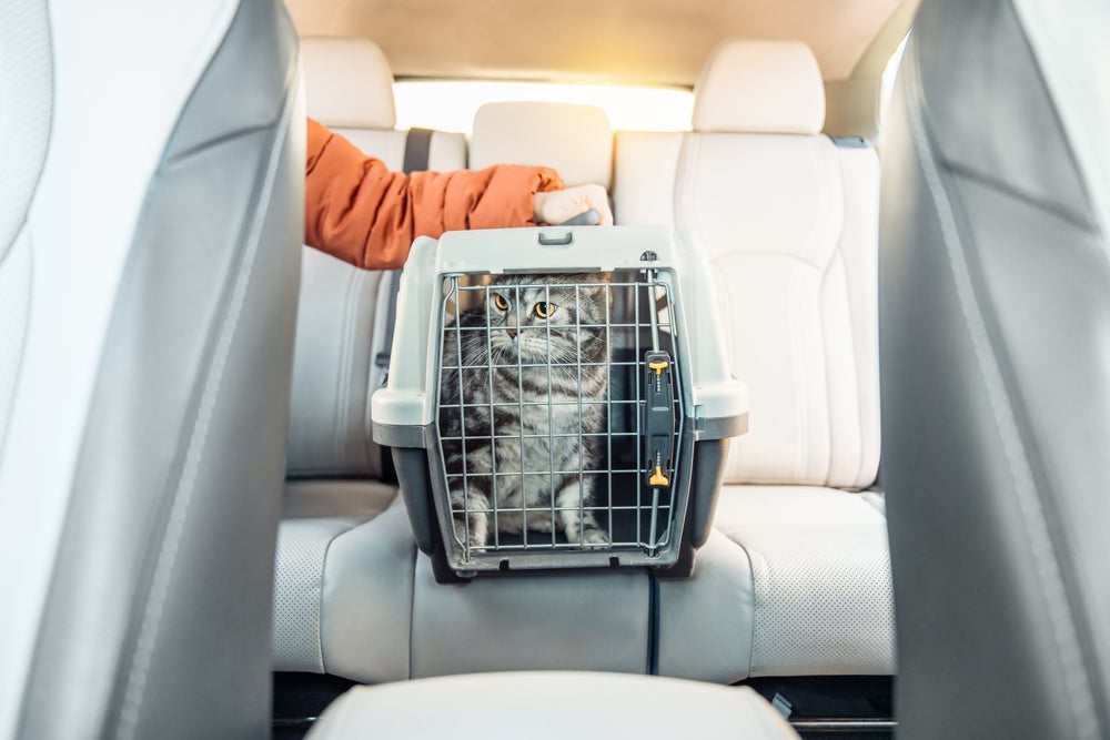 Car Safety and Your Pets