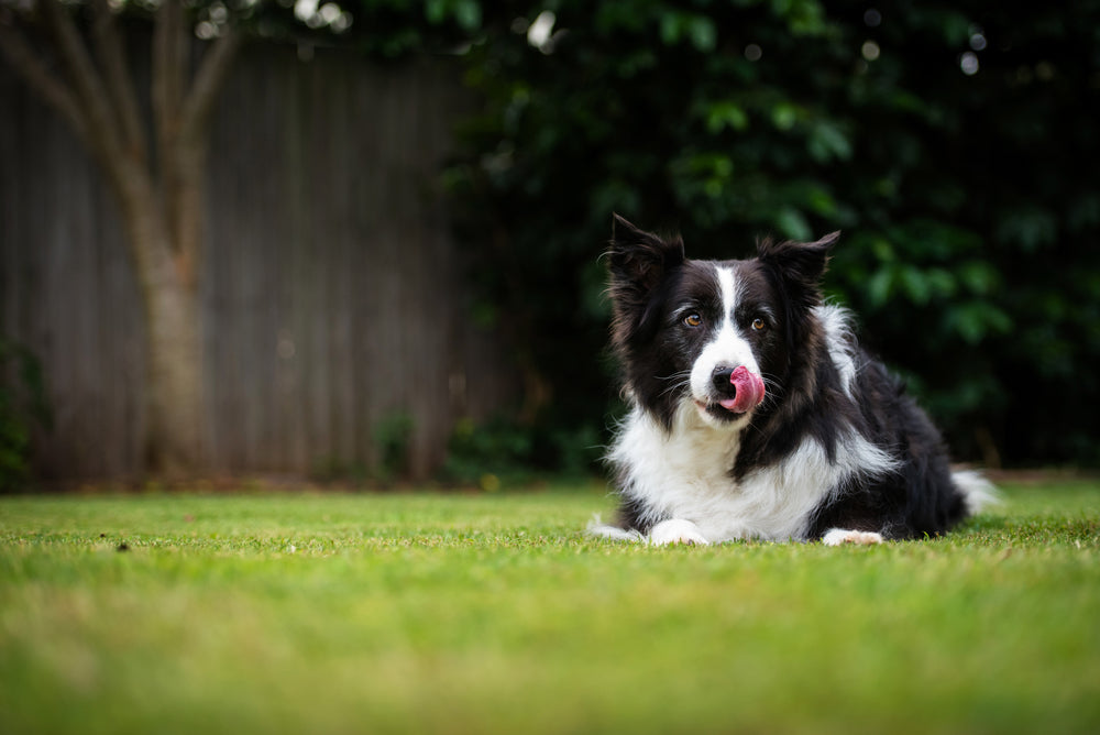 Maintaining a Dog-Safe Backyard