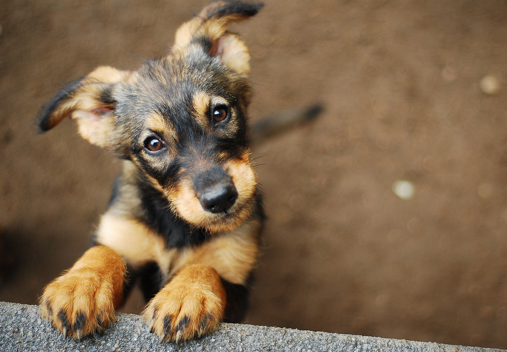 Showing Some Love to Pet Organizations: How to Give Back to Your Local Pet Shelters