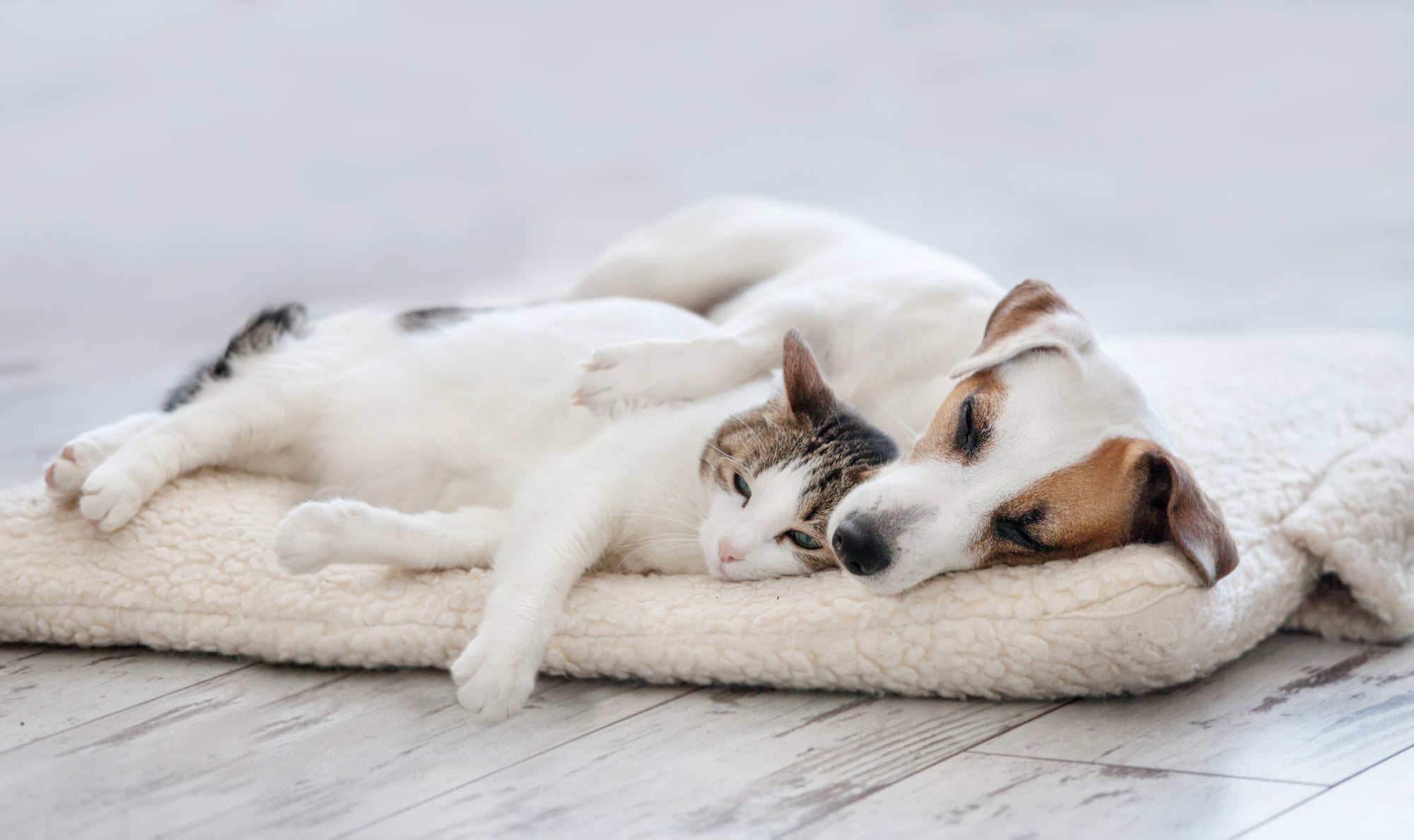 Why is a Dog’s Bedding So Important?