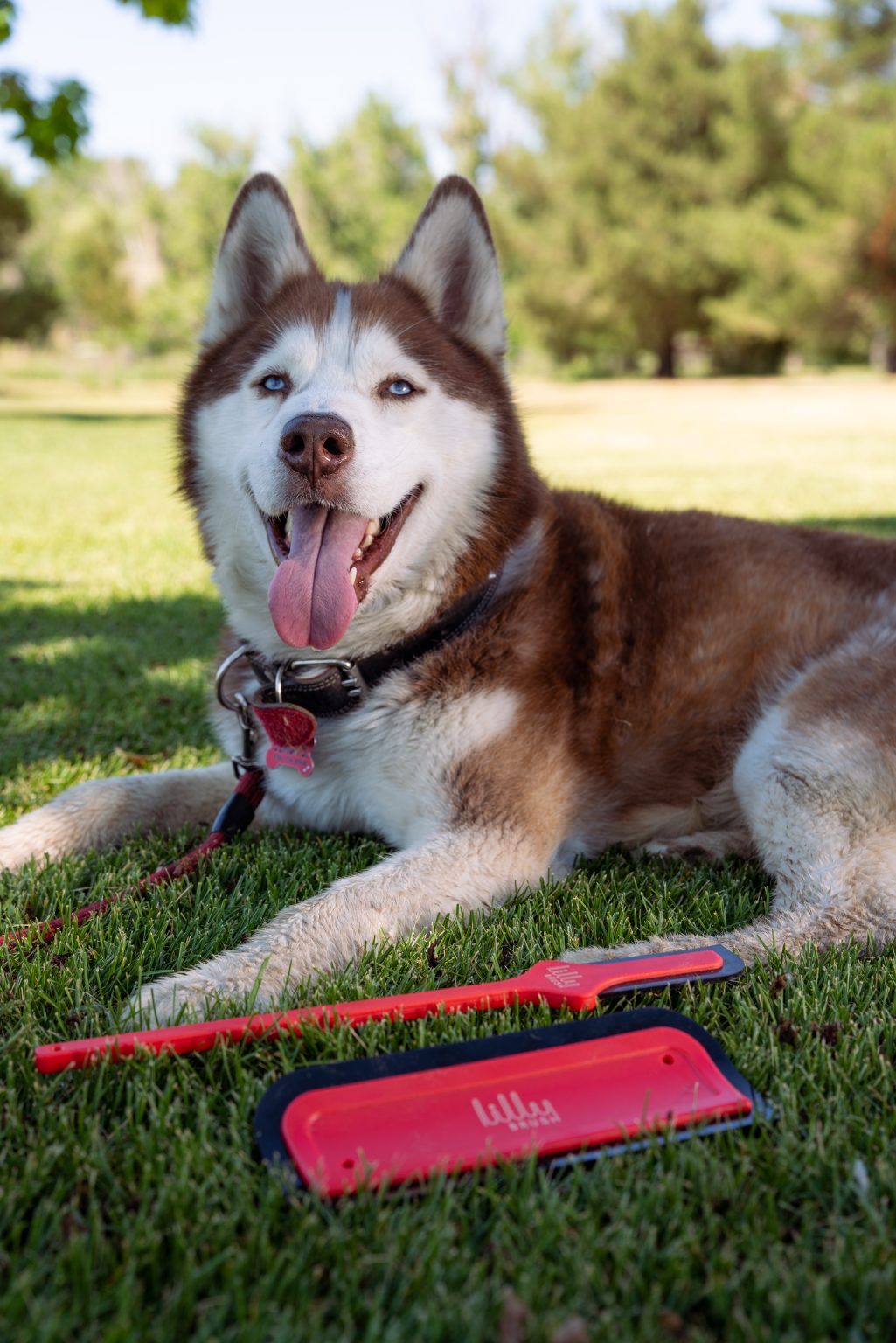 red husky