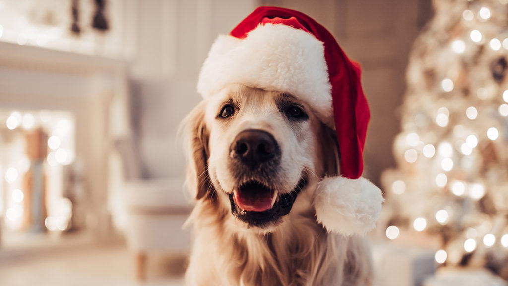 A Pet Lover’s Home Gift Guide
