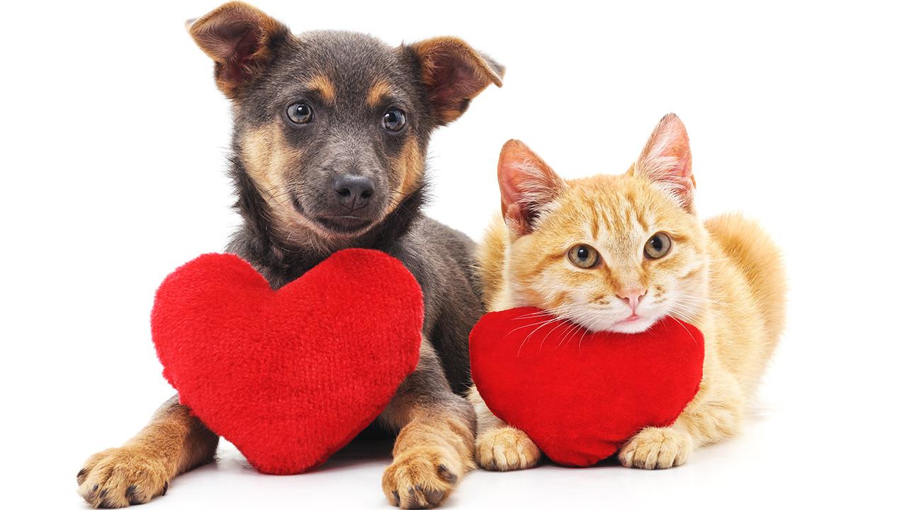 5 Ways to Spoil Your Pet on Valentine’s Day