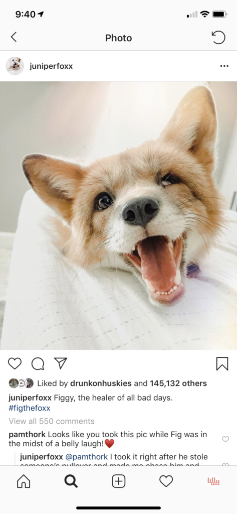 The Era of Pet Influencers