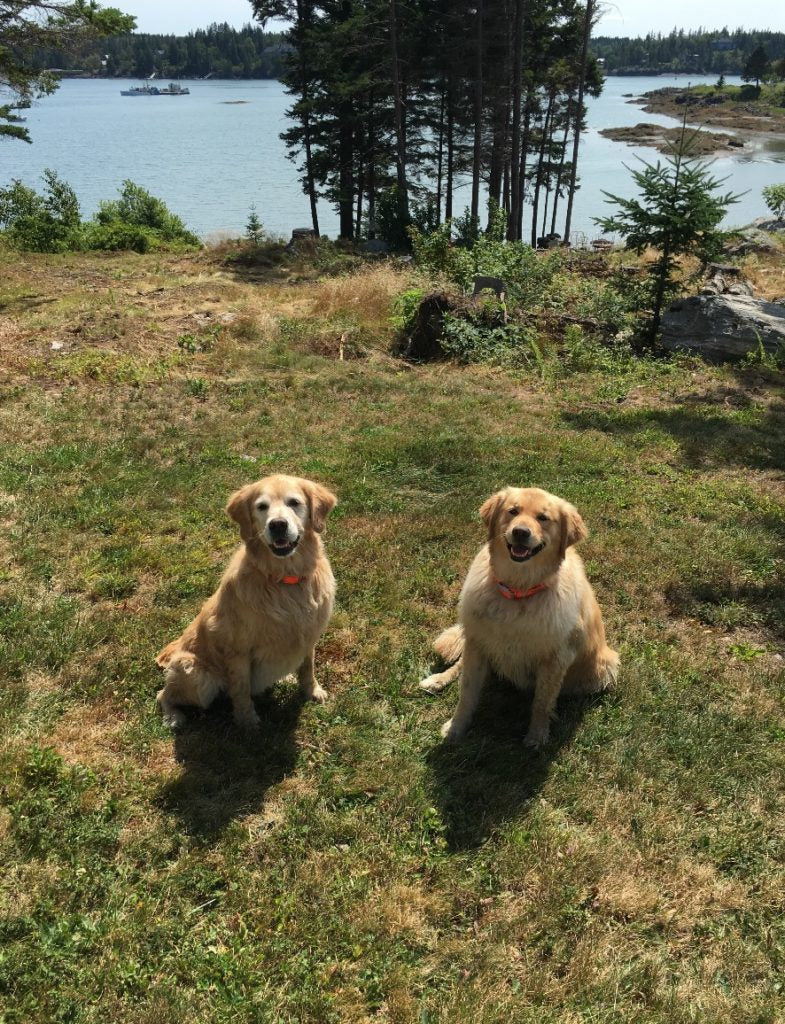 Good News! We Now Take Adorable Pet Photo Submissions!