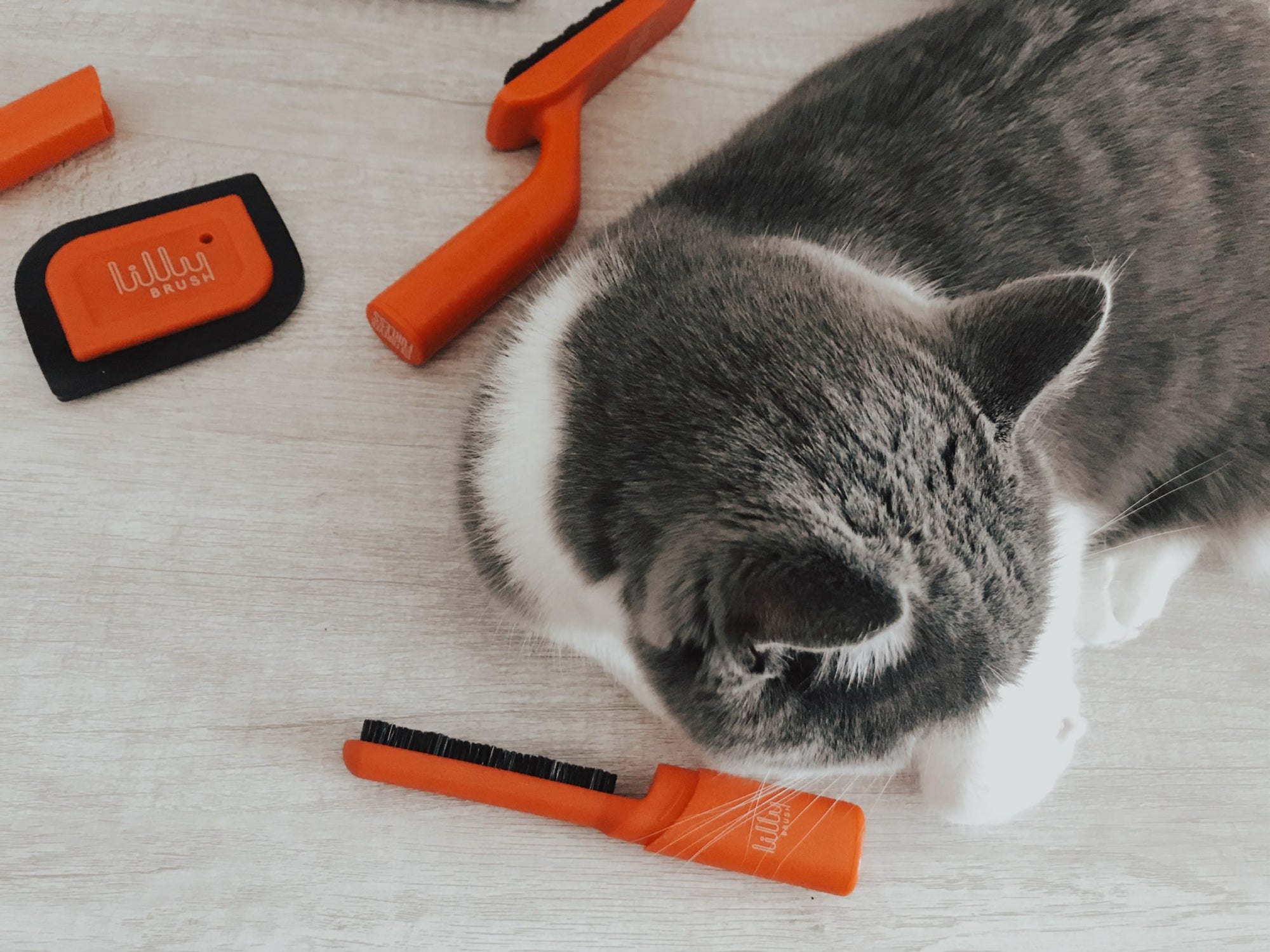 Which pet hair remover is best for your pet?