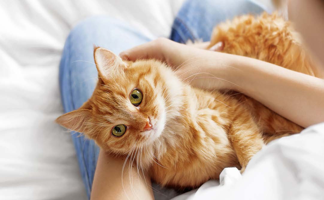 Are Orange Cats Really That Crazy?