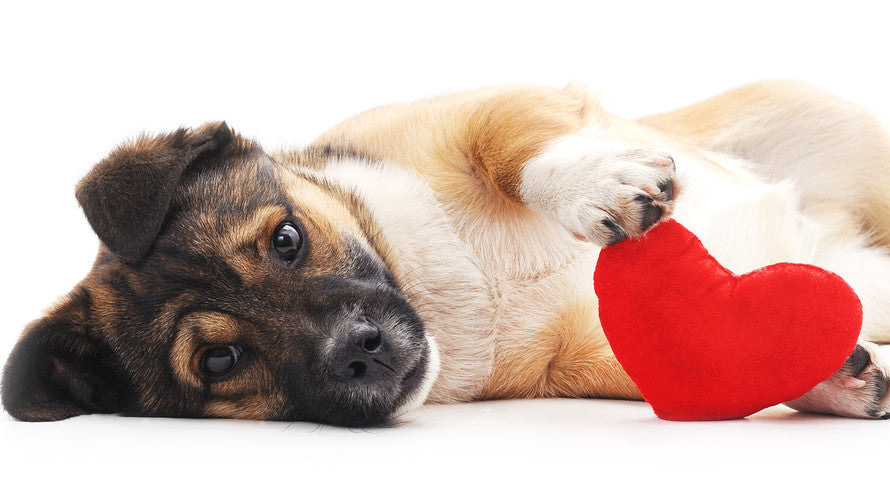 The Best Valentine’s Day Gifts for Pet Lovers
