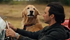 Top Five Must-Reads for Dog Lovers