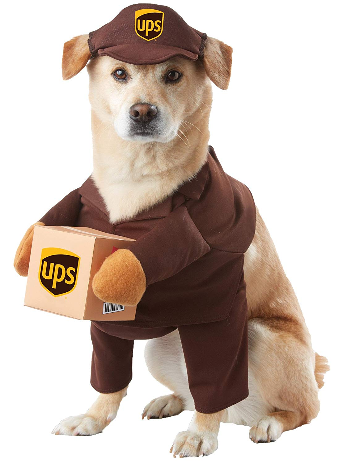 10 Best Halloween Costume Ideas For Your Pet