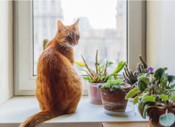 16 Toxic and Non-Toxic Plants for Households with Pets