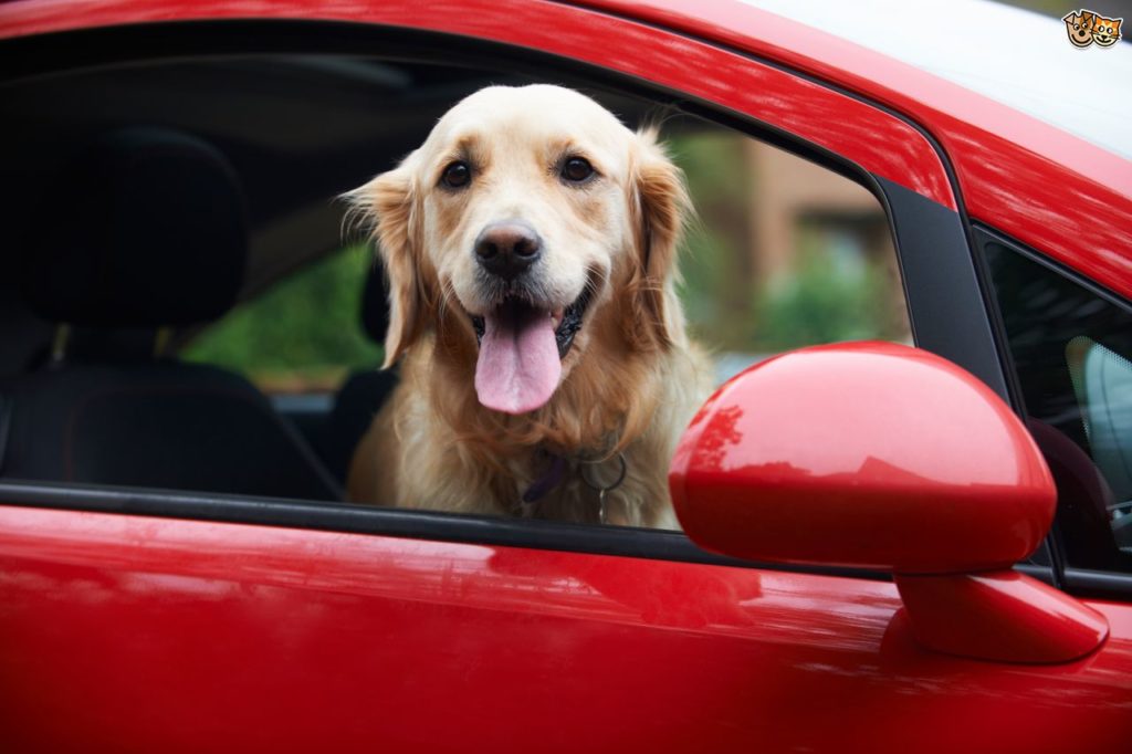 How to Keep your Dog Safe in the Car