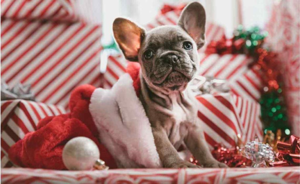 Holiday Stocking Stuffers for your Furry Friend