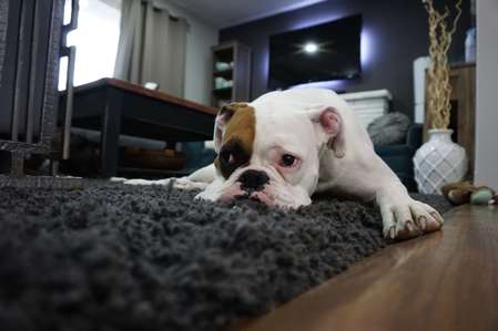 How To Control Dog Hair In The House
