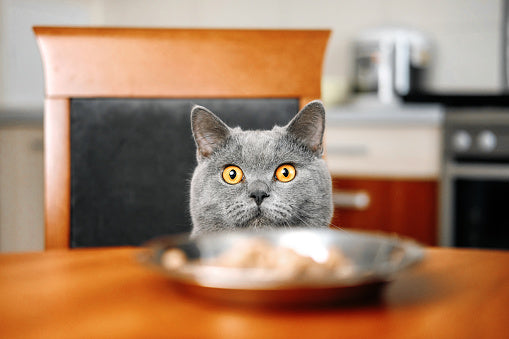 10 Foods Your Cat Should Never Eat
