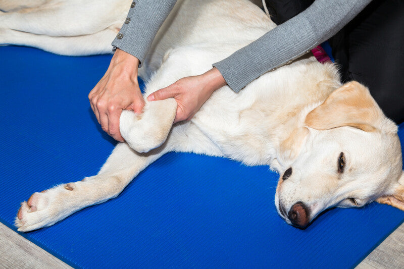 Joint Pain in Dogs: Cause, Treatment, Prevention