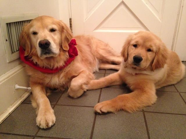 Lilly’s 10 Favorite Pet Gifts for Mother’s Day!