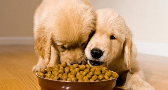 My Pet Ate Something Toxic! Now What?