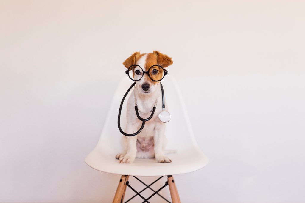 Why Regular Vet Appointments are Important for Pet Health