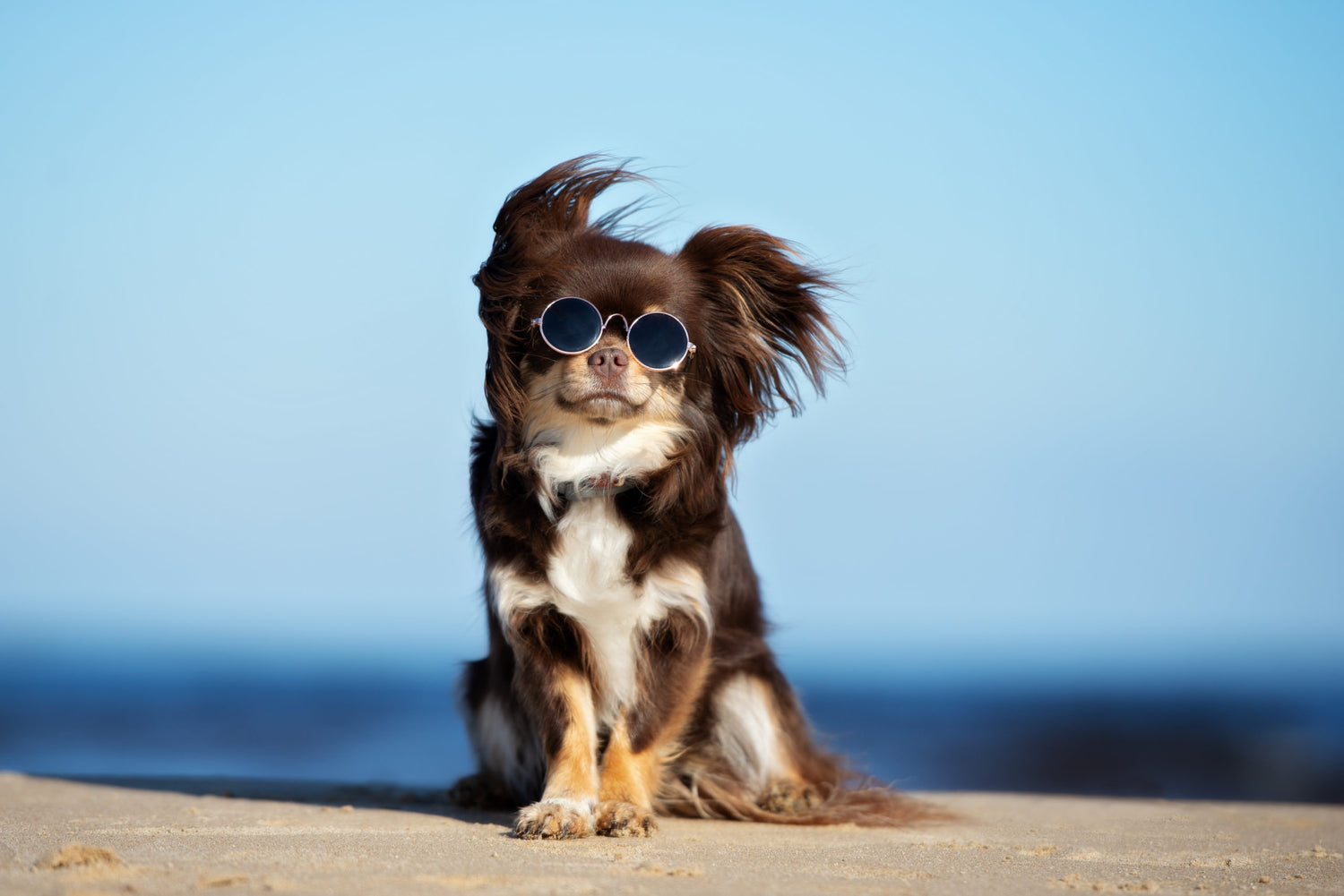 Is It Too Hot To Be Outside With Your Pet?