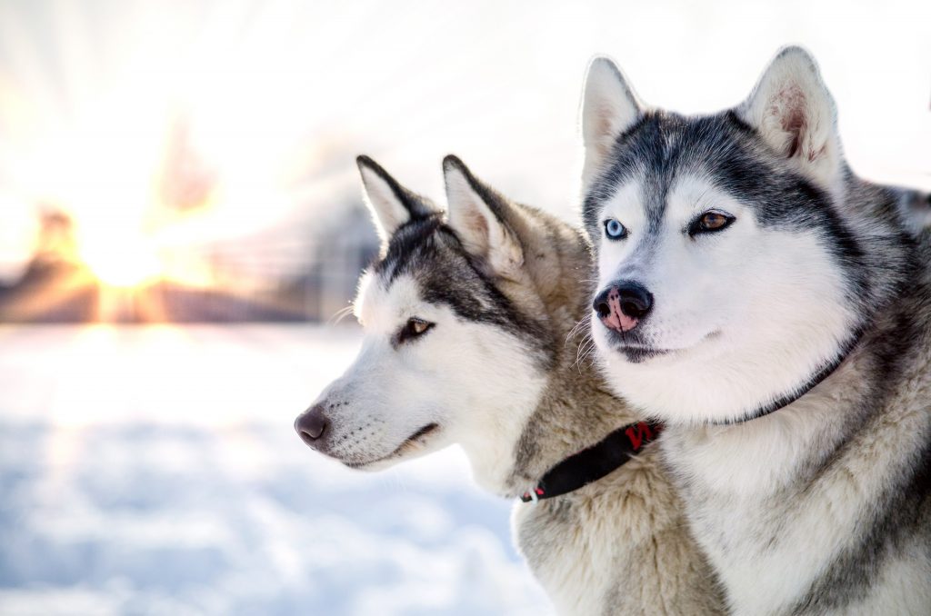 Dog Breed Profile: All About Huskies