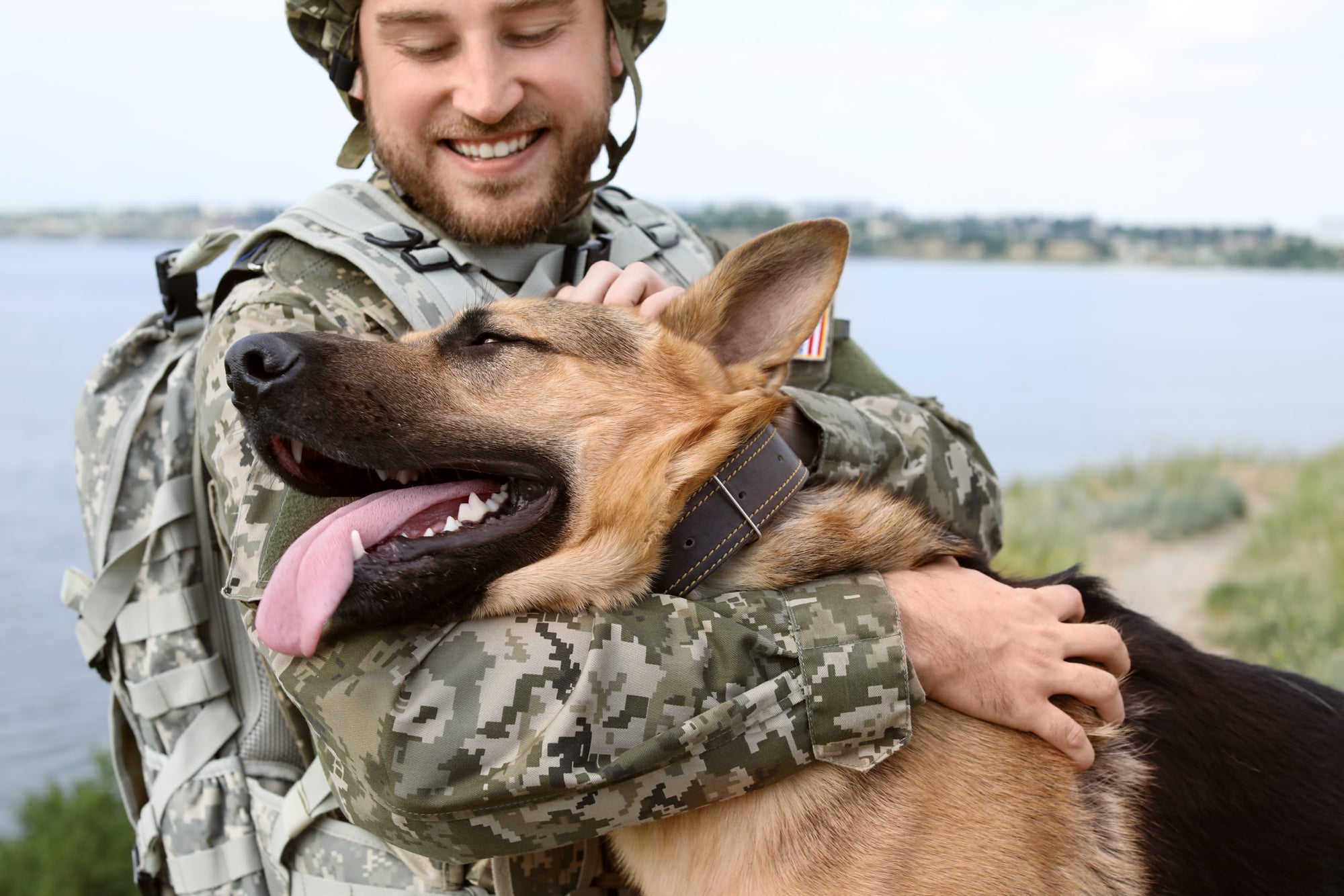 Adopting Military Dogs