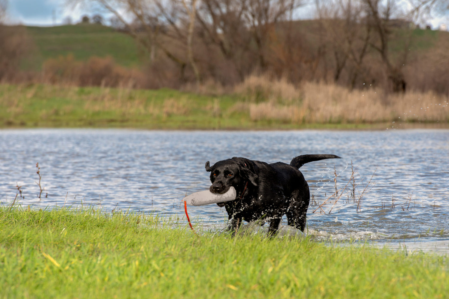Be Careful About Letting Your Pet Go For A Swim!